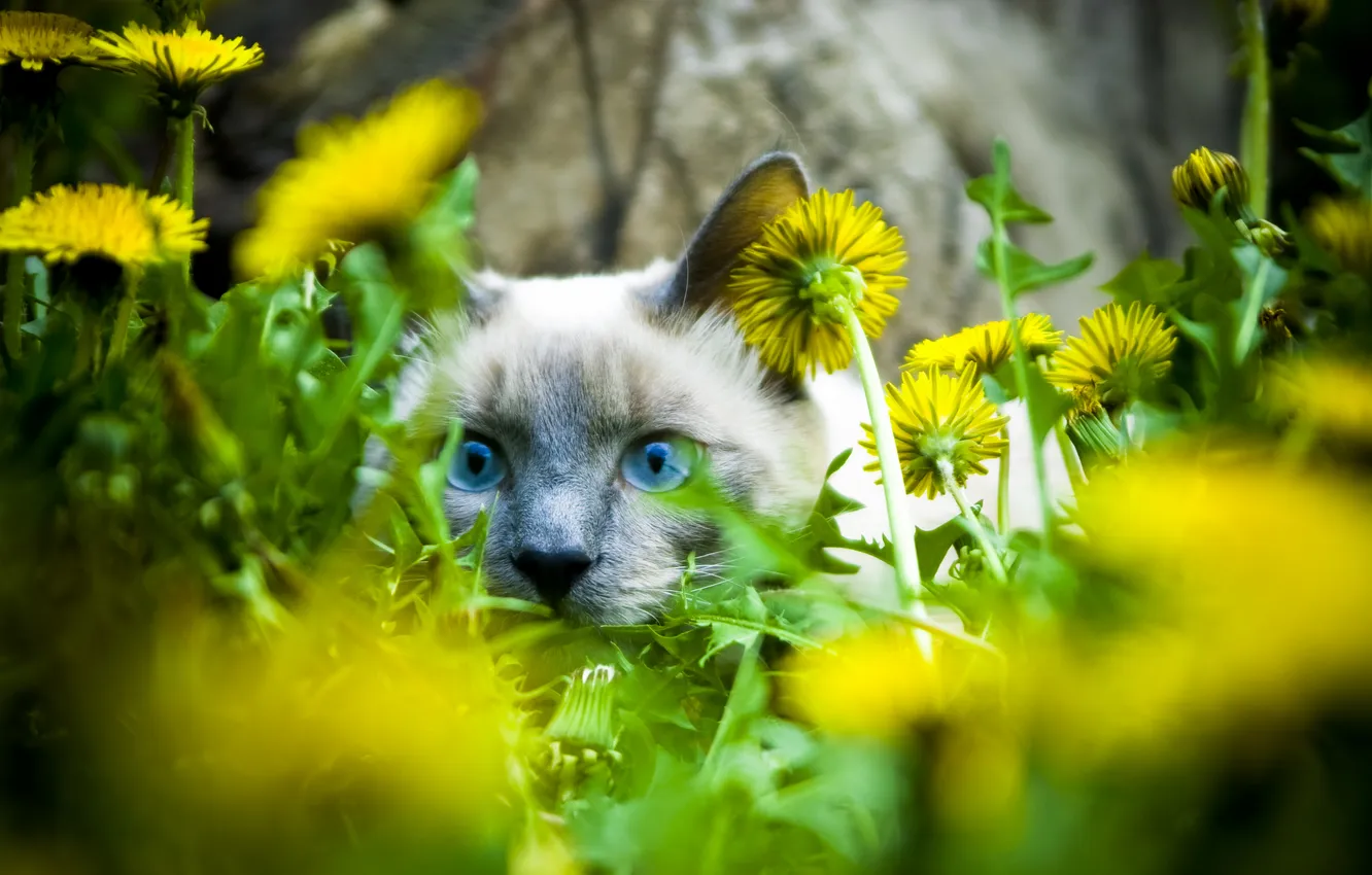Photo wallpaper cat, cat, look, face, flowers, dandelion