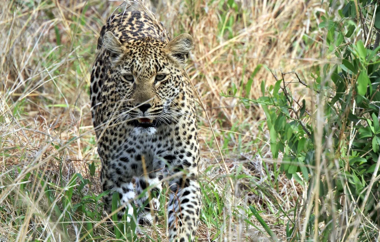 Photo wallpaper face, thickets, predator, leopard, walk, wild cat, shrub