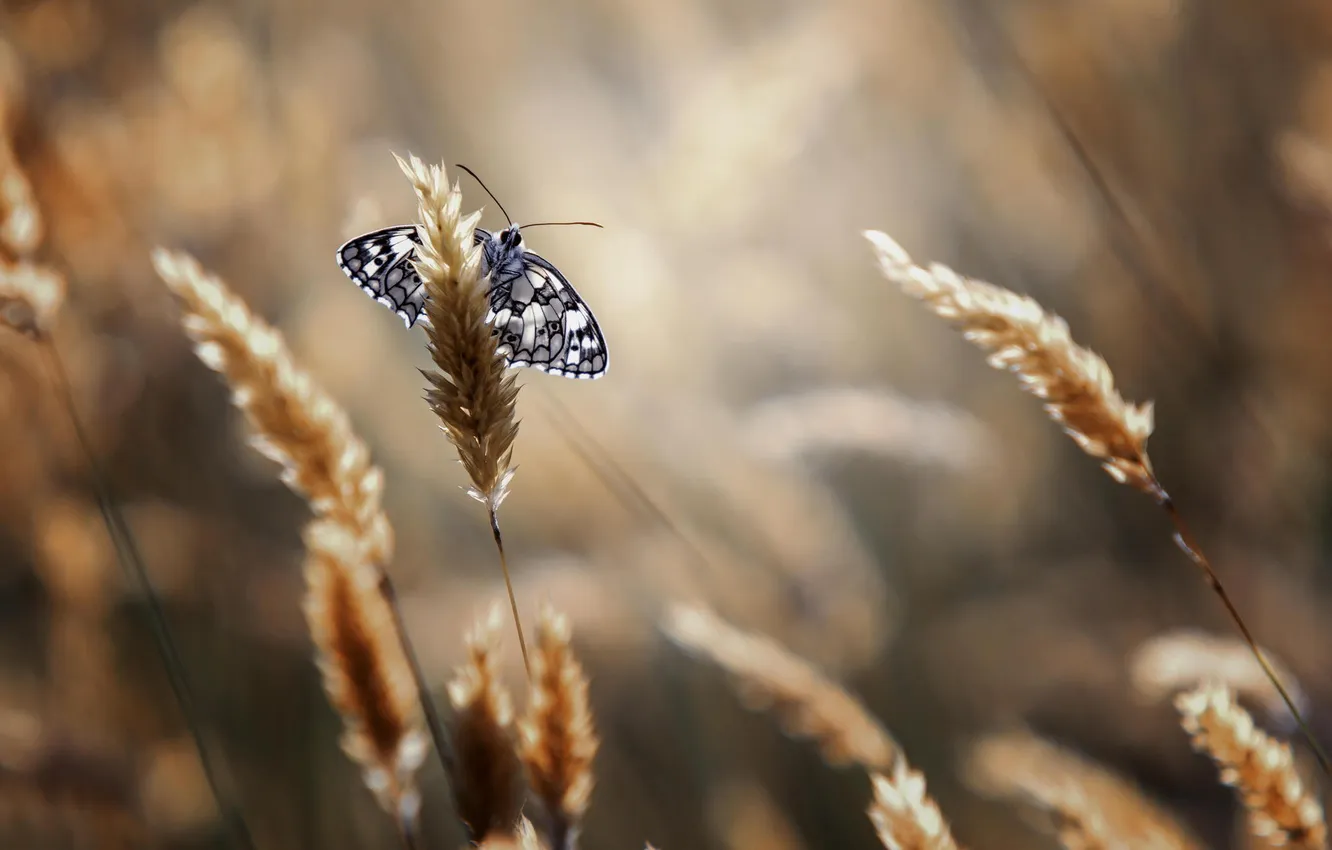Photo wallpaper summer, macro, nature, butterfly, spikelets, insect