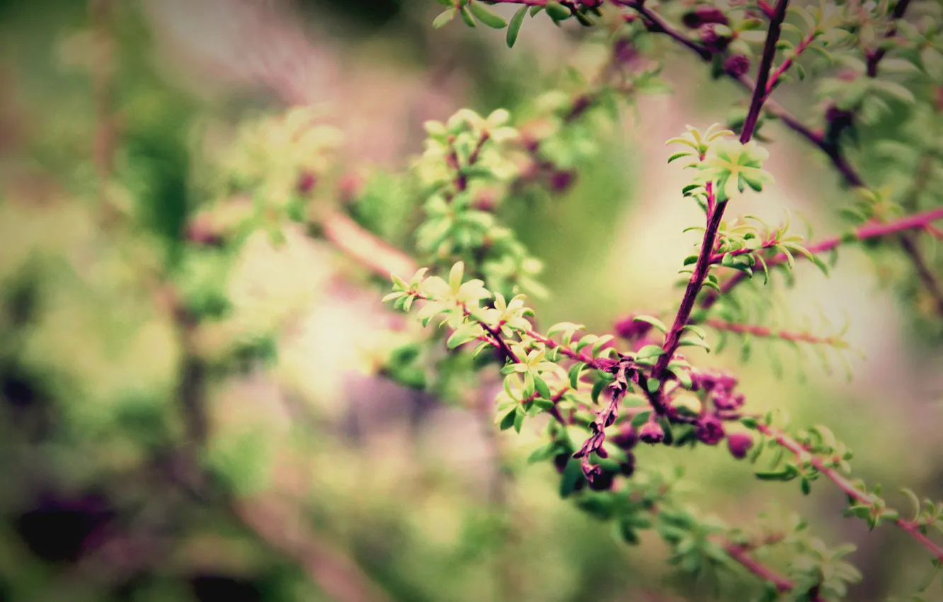 Photo wallpaper leaves, macro, branches, nature, spring