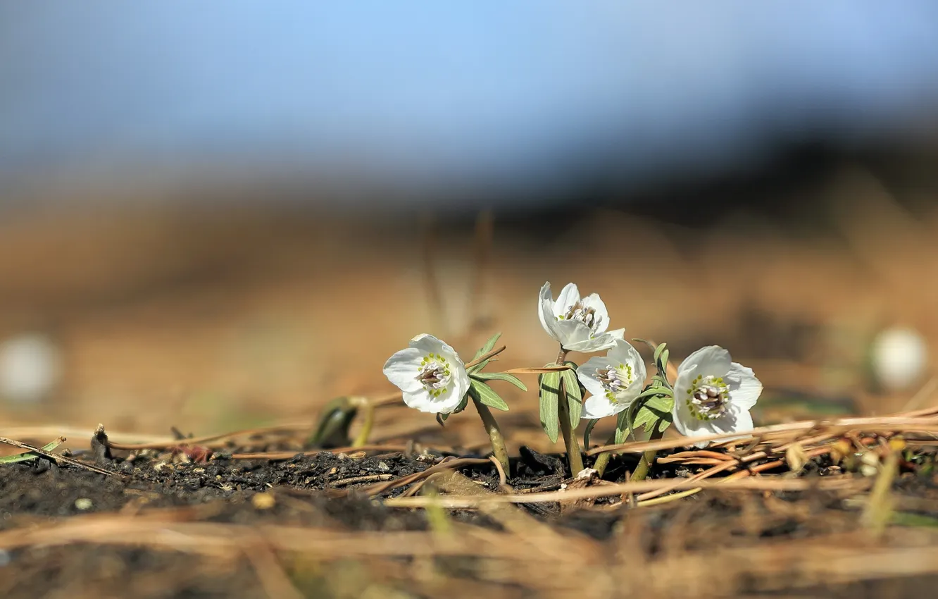 Photo wallpaper white, low angle, tiny flowers