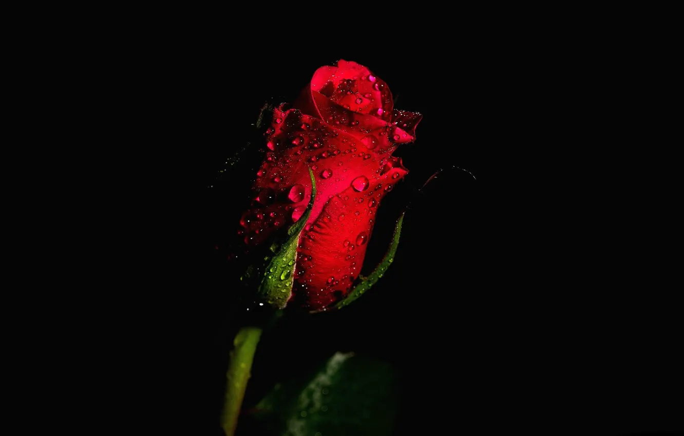Photo wallpaper drops, rose, Bud, red rose, black background