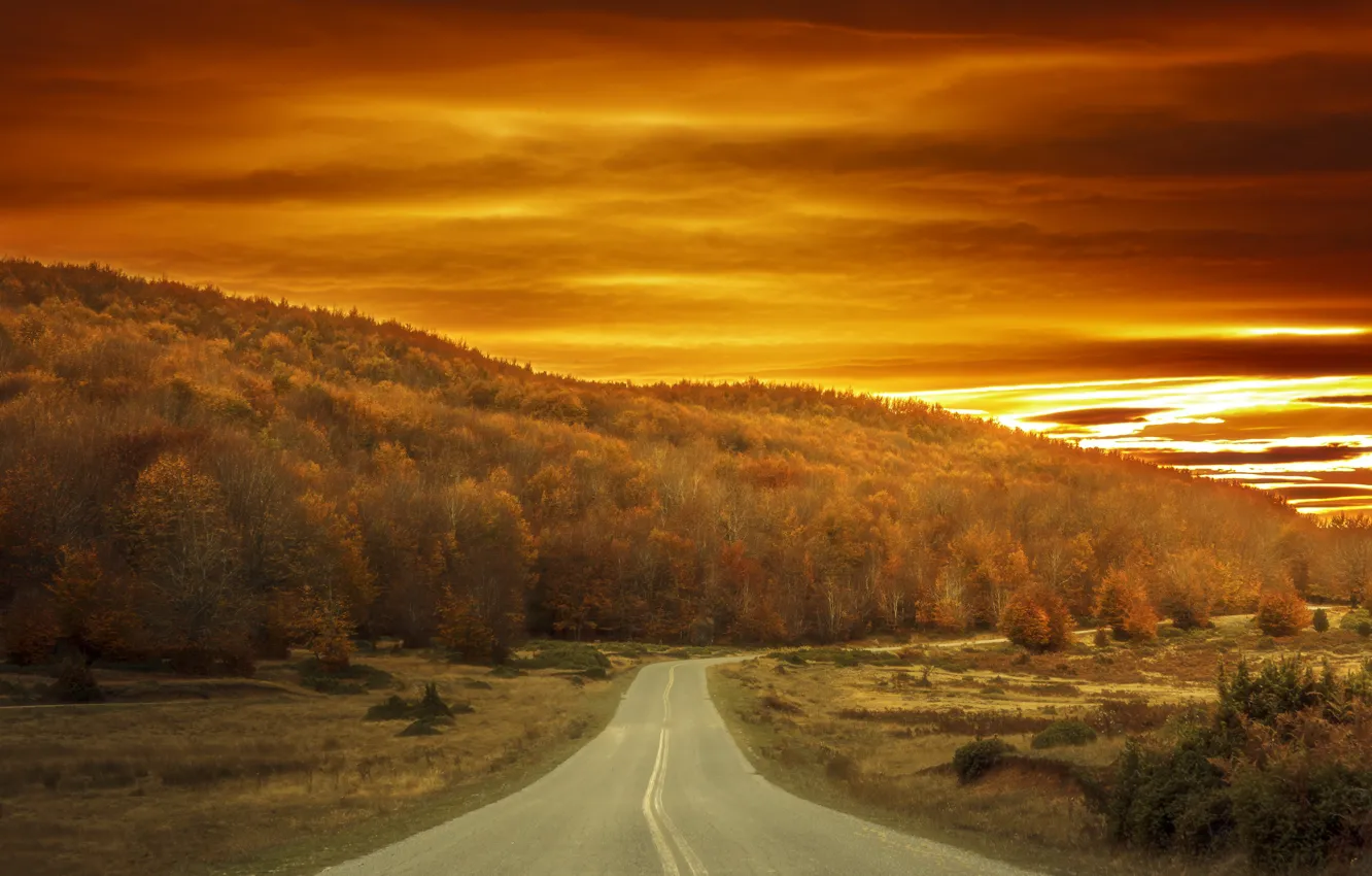 Photo wallpaper road, autumn, fog