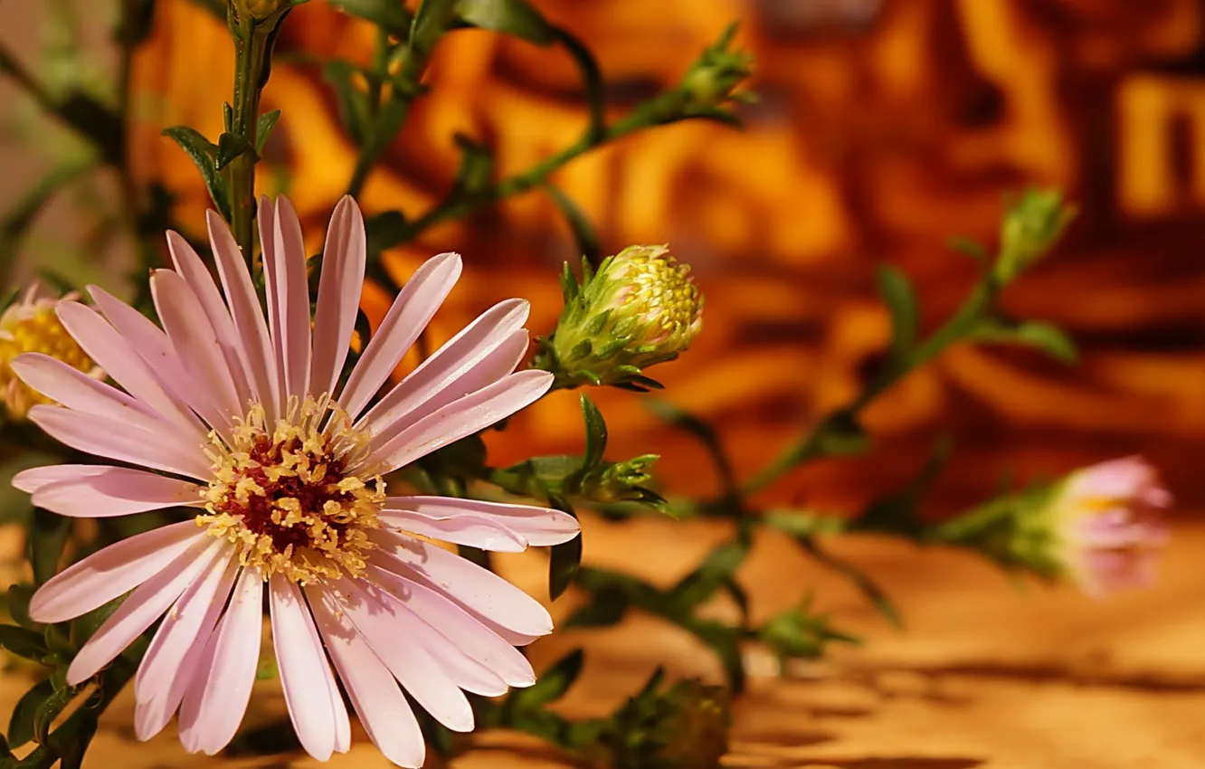 Photo wallpaper flower, garden, blooming