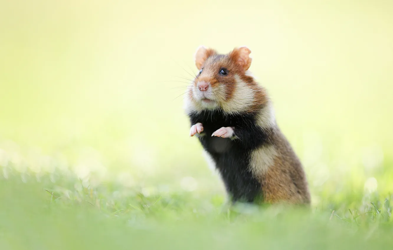 Photo wallpaper grass, glade, legs, hamster, stand, rodent, karbysh