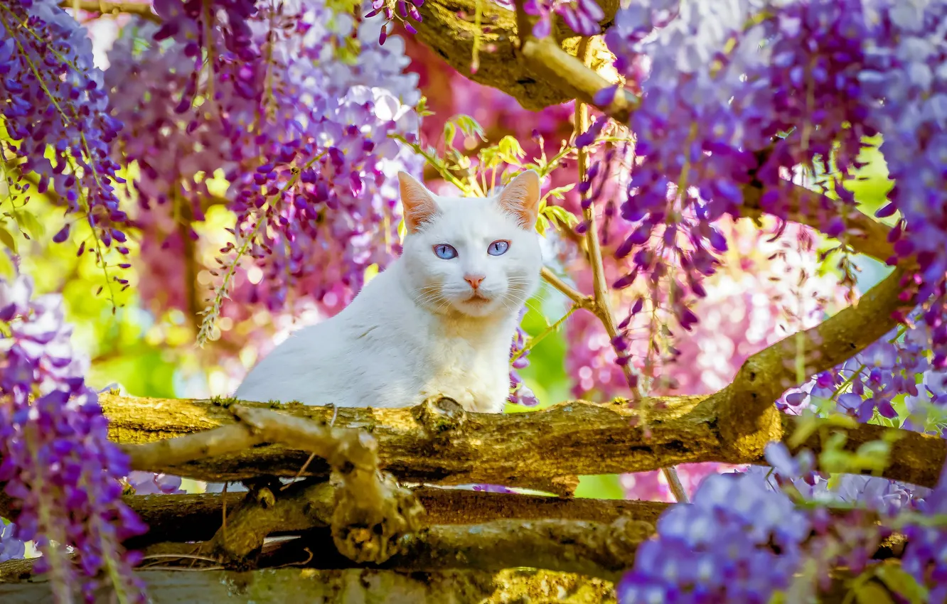 Photo wallpaper cat, white, summer, cat, light, trees, flowers, branches