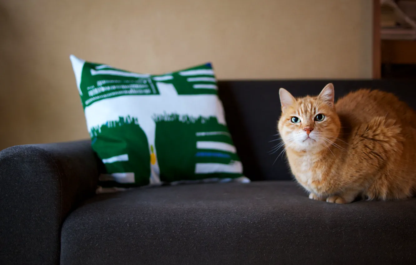 Photo wallpaper cat, cat, sofa, red, pillow