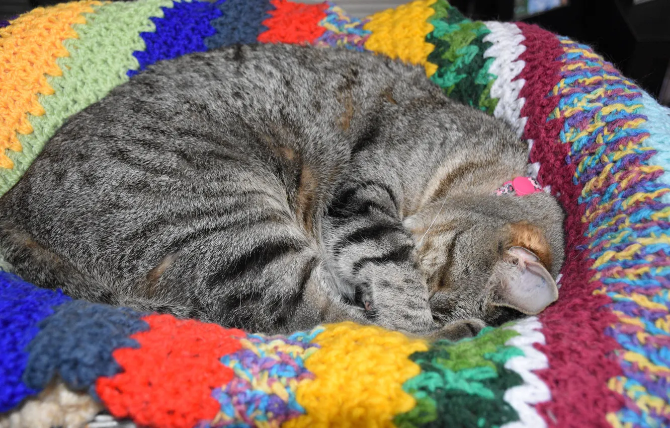 Photo wallpaper cat, sleeping, plaid