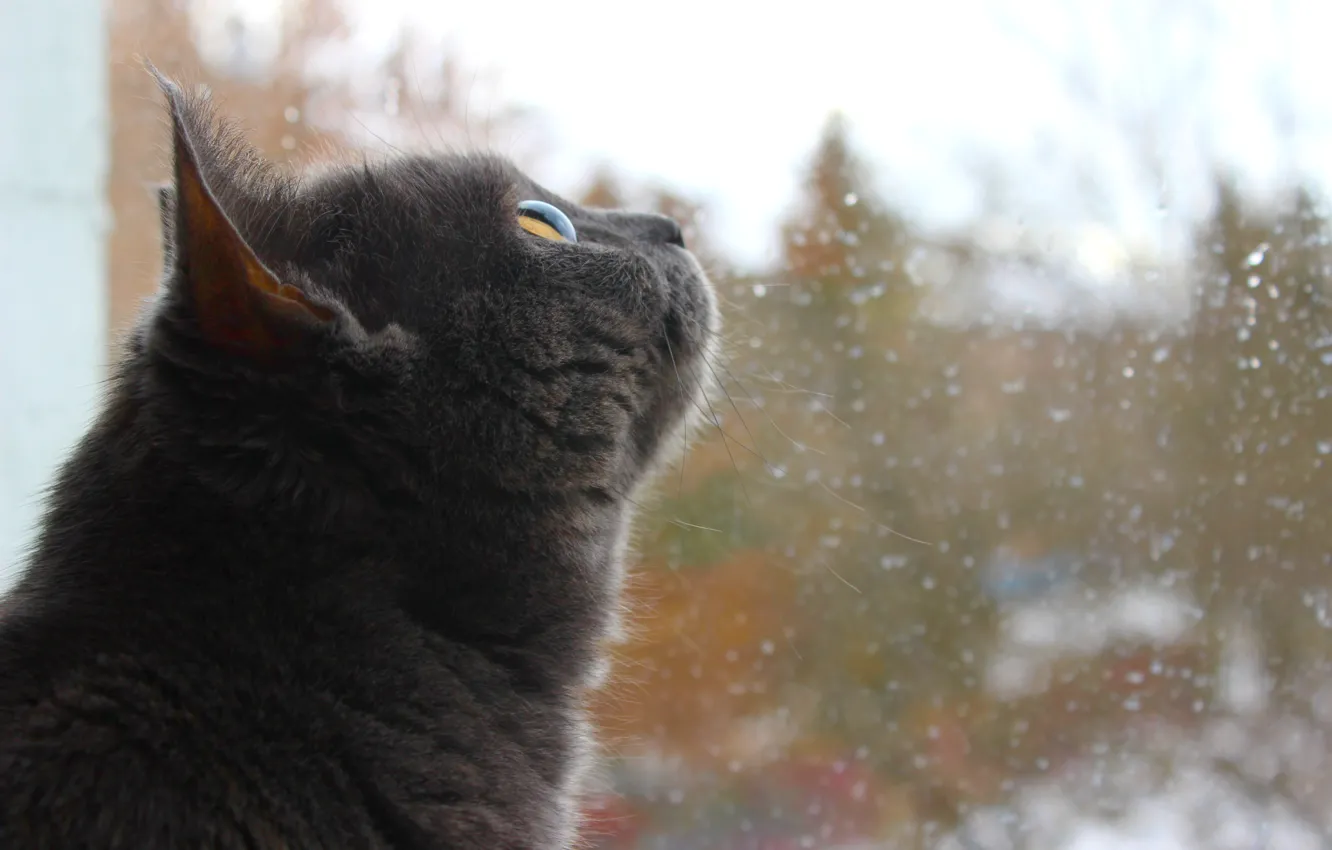 Photo wallpaper cat, dream, look, window