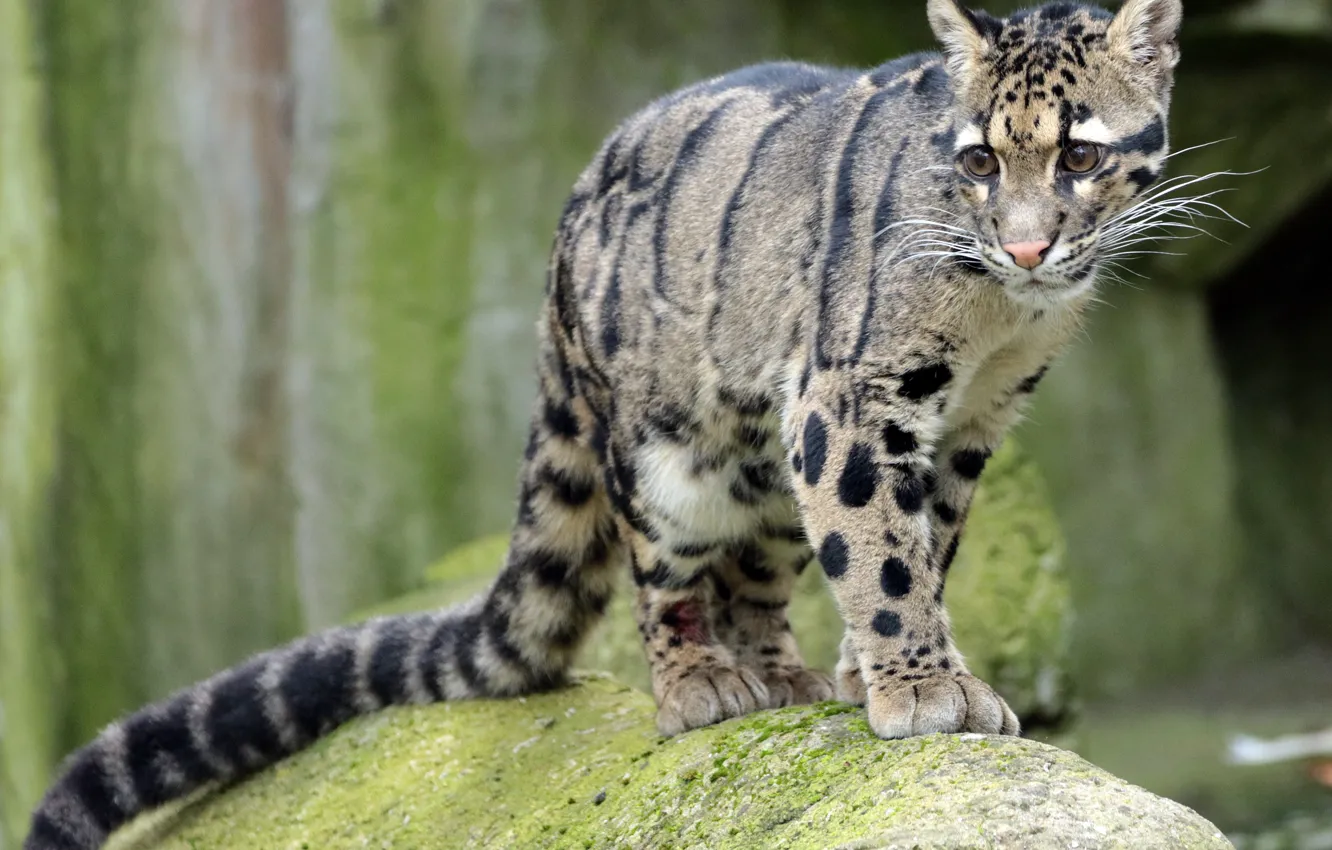 Photo wallpaper wool, color, clouded leopard