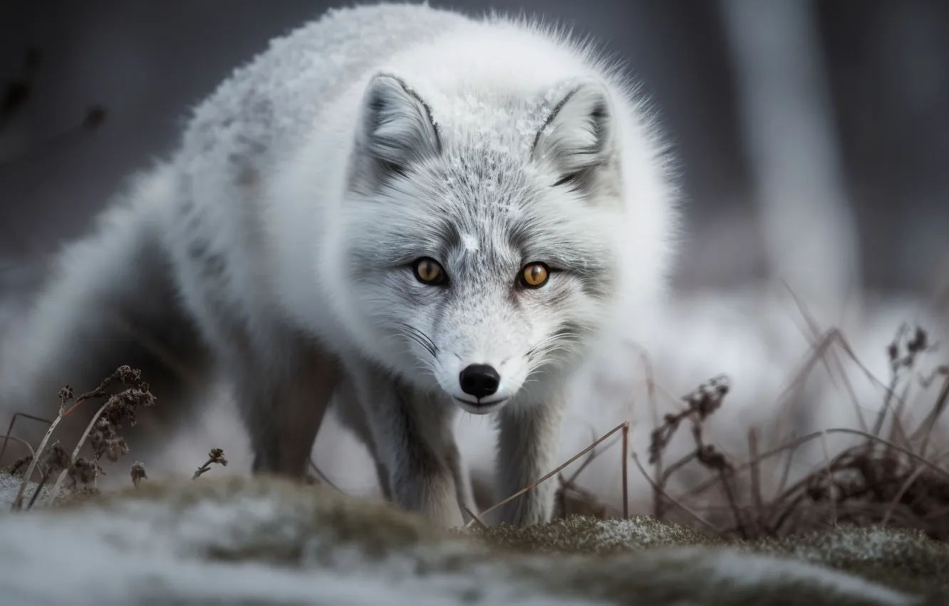 Photo wallpaper winter, look, snow, nature, portrait, face, Fox, bokeh