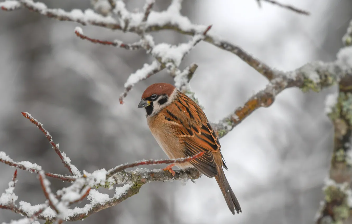 Photo wallpaper winter, birds, branch, Sparrow