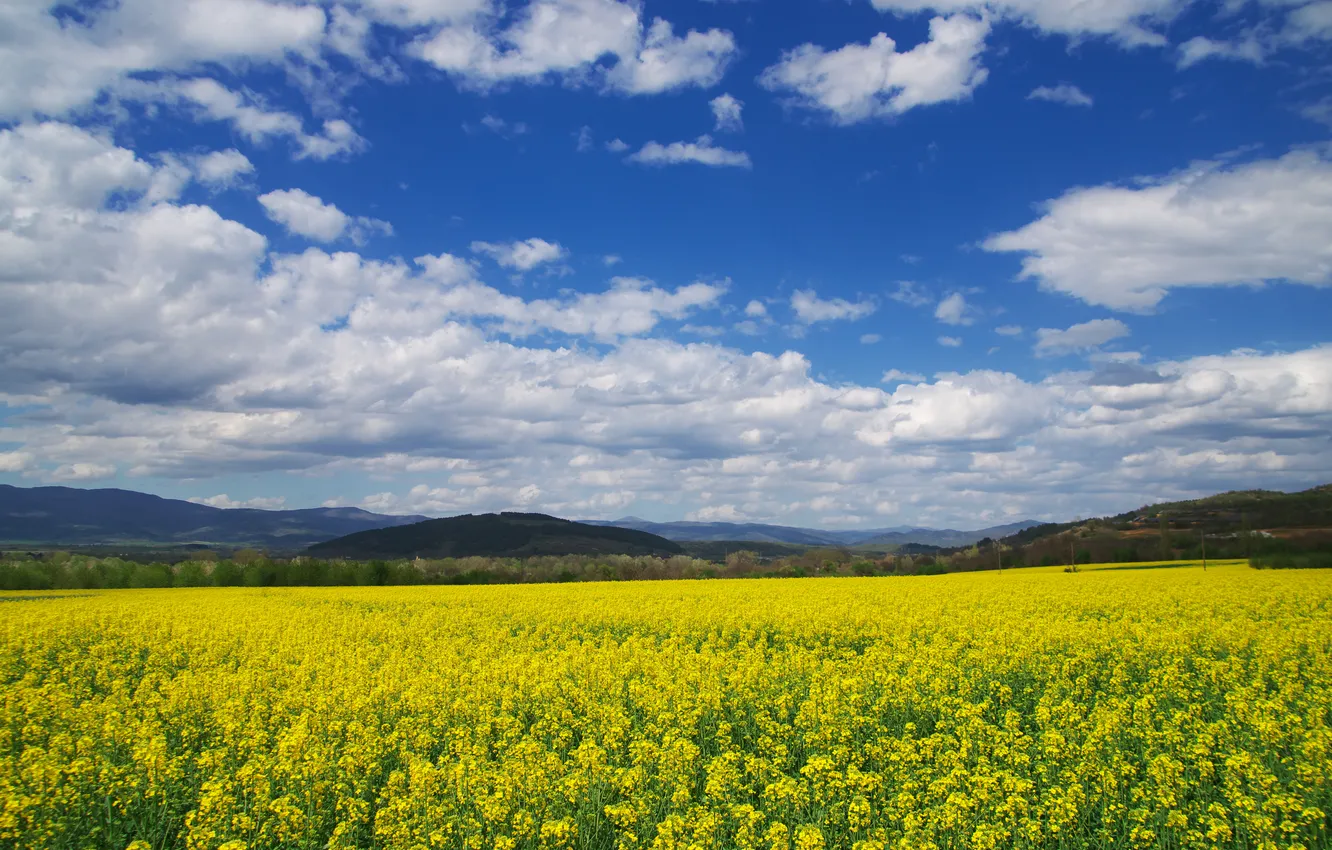 Photo wallpaper summer, the sky, clouds, flowers, yellow, hills, spring, dal