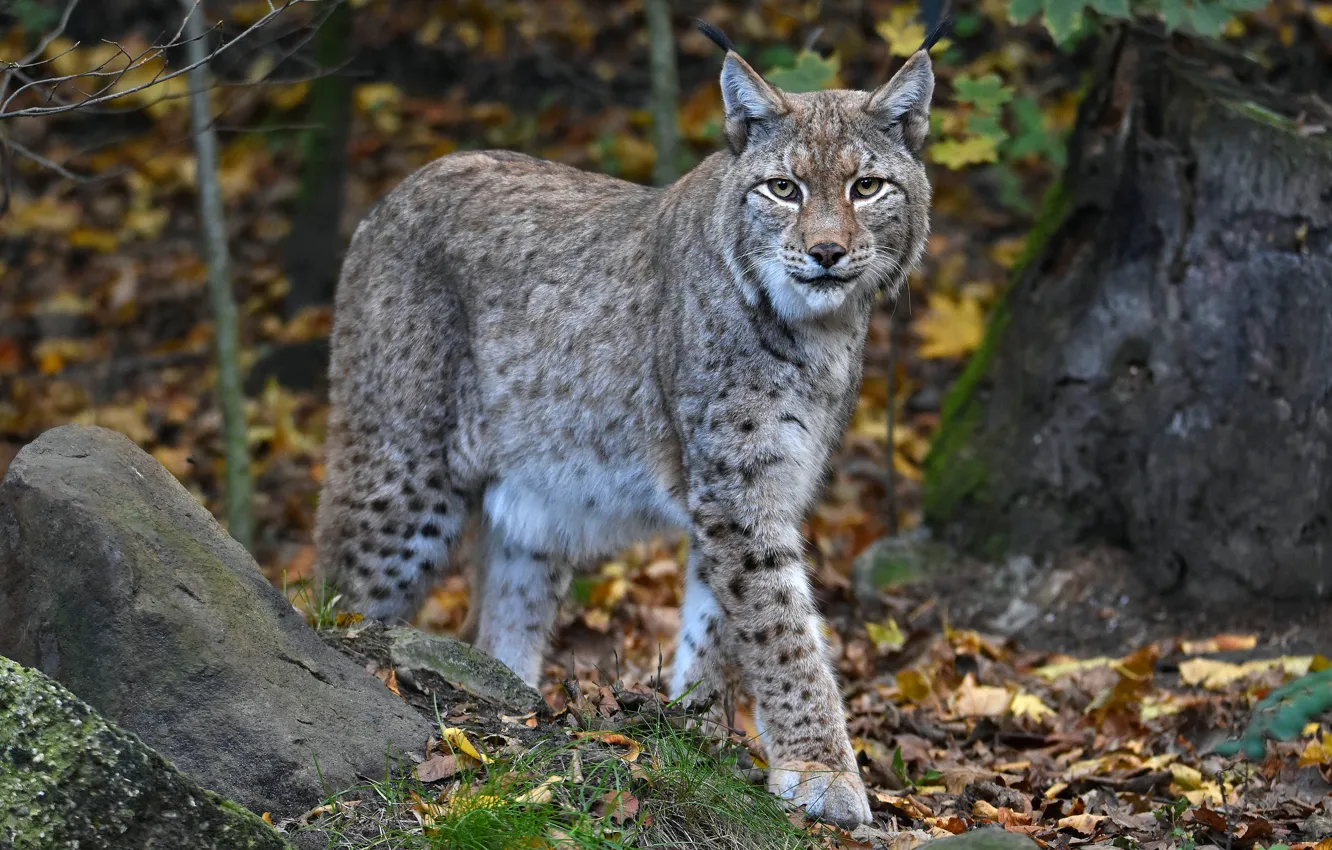 Photo wallpaper autumn, forest, nature, pose, foliage, stump, walk, lynx