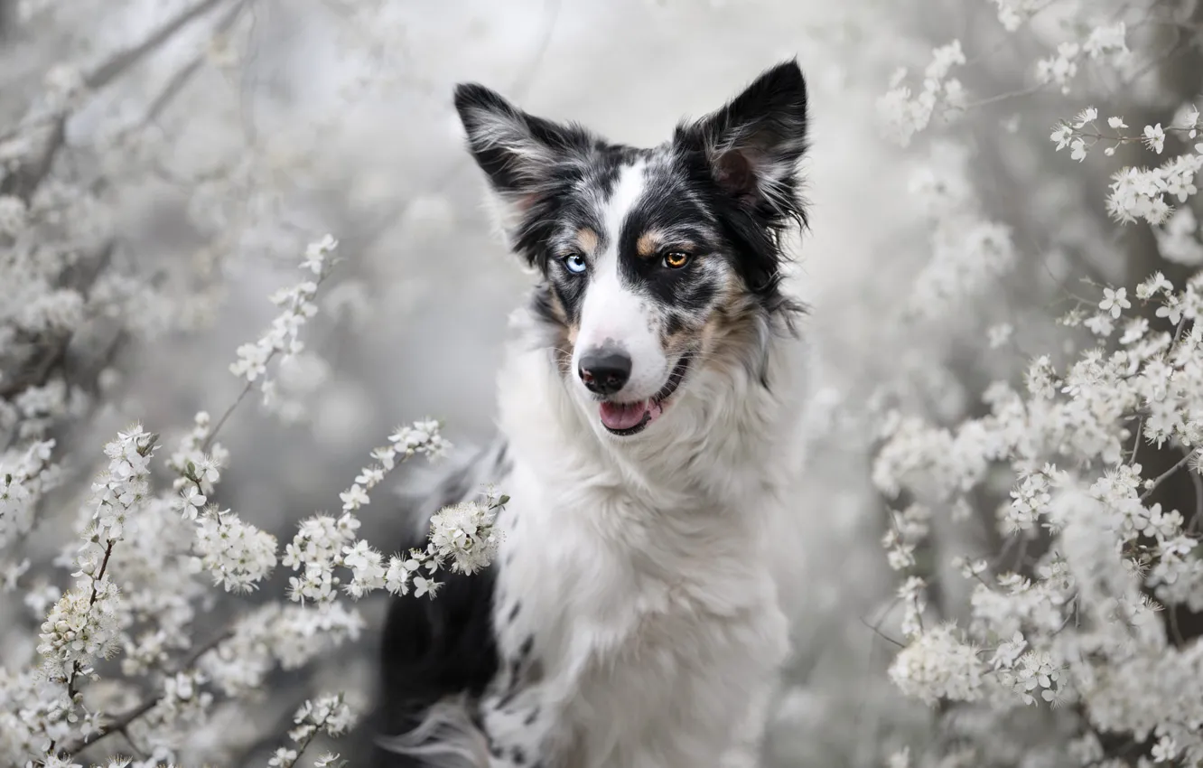 Photo wallpaper language, look, flowers, branches, nature, cherry, pose, portrait