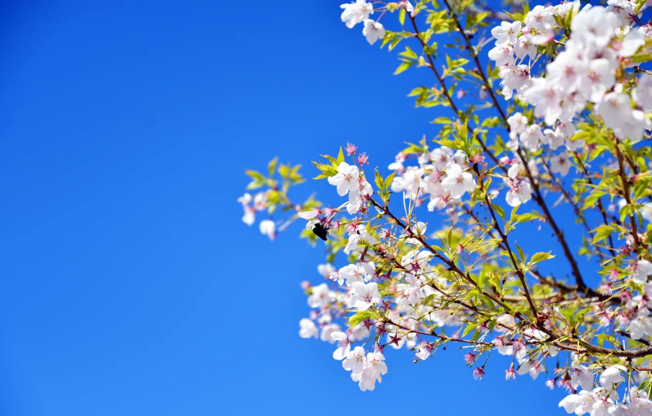 Photo wallpaper the sky, branches, cherry, spring, garden, flowering