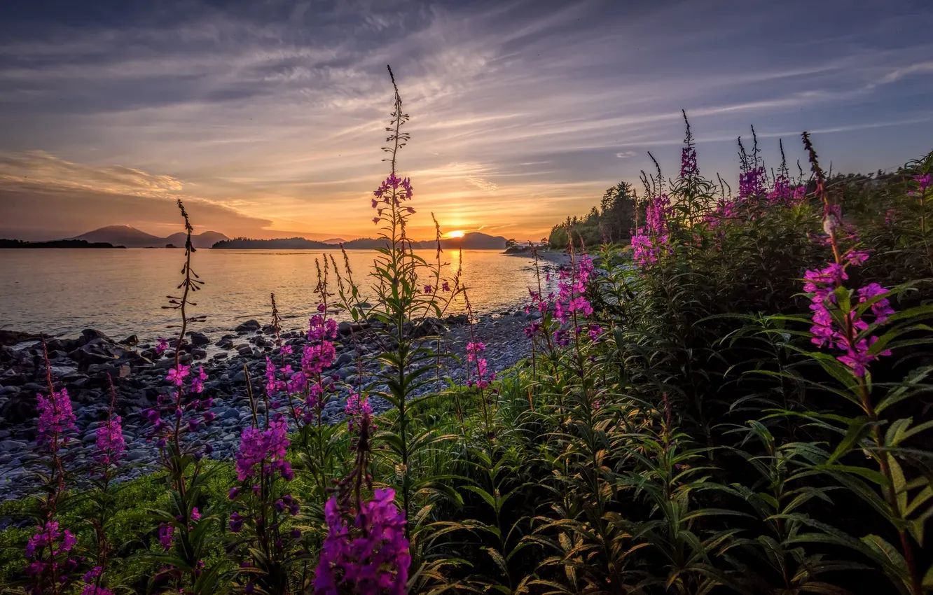 Photo wallpaper summer, the sky, clouds, sunset, flowers, hills, shore, view