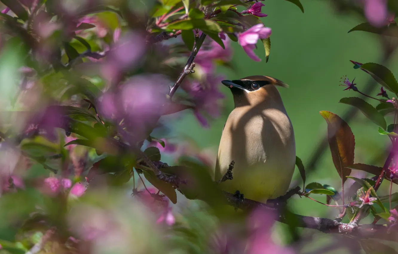 Photo wallpaper flowers, branches, bird, the Waxwing