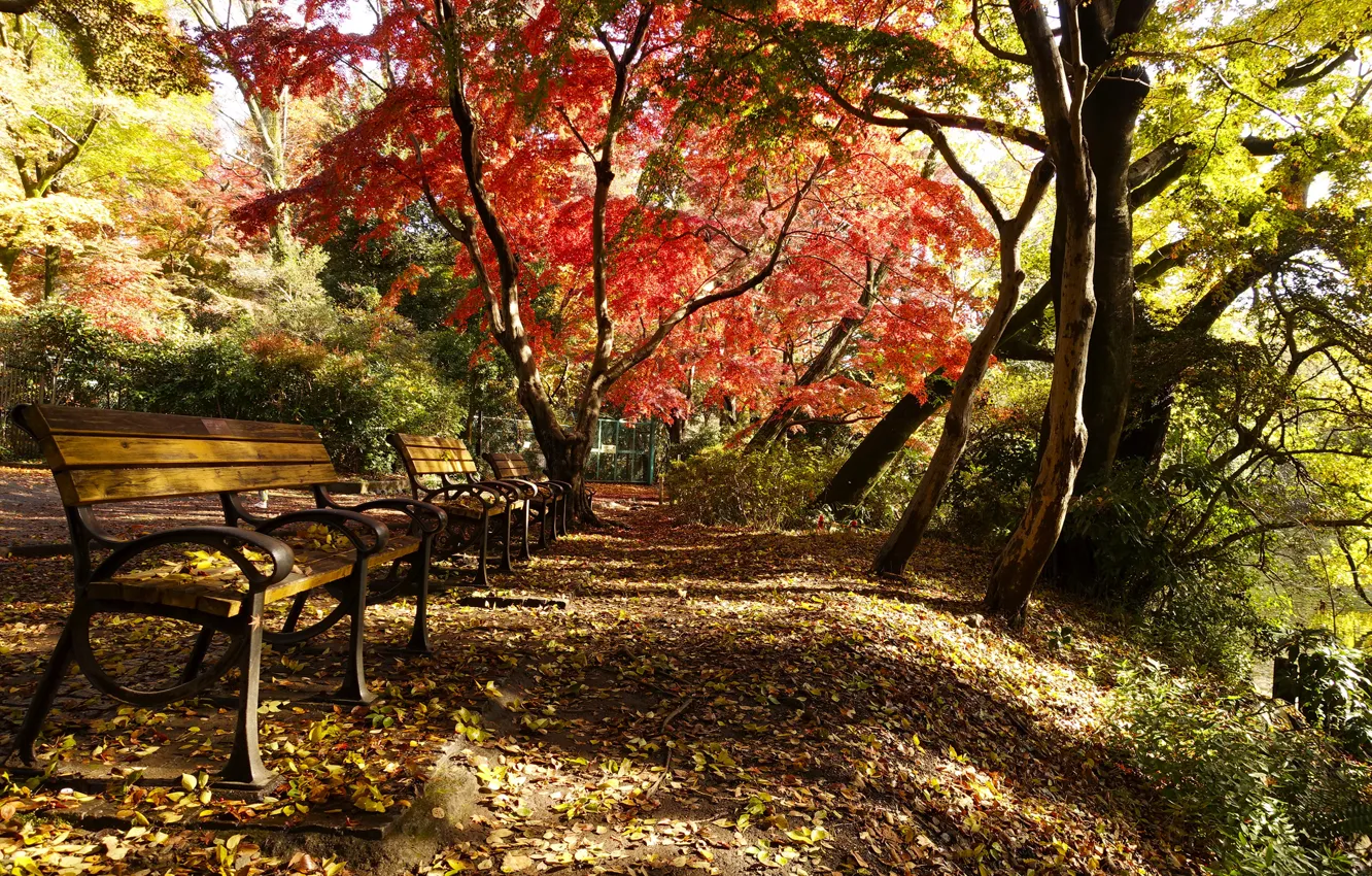 Photo wallpaper Autumn, Park, Fall, Foliage, Park, Autumn, Colors, Falling leaves