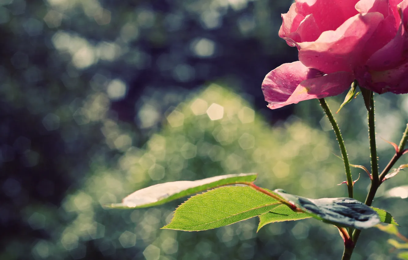 Photo wallpaper leaves, flowers, petals