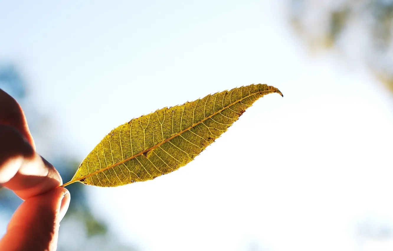 Photo wallpaper the sun, macro, rays, light, photo, background, mood, Wallpaper