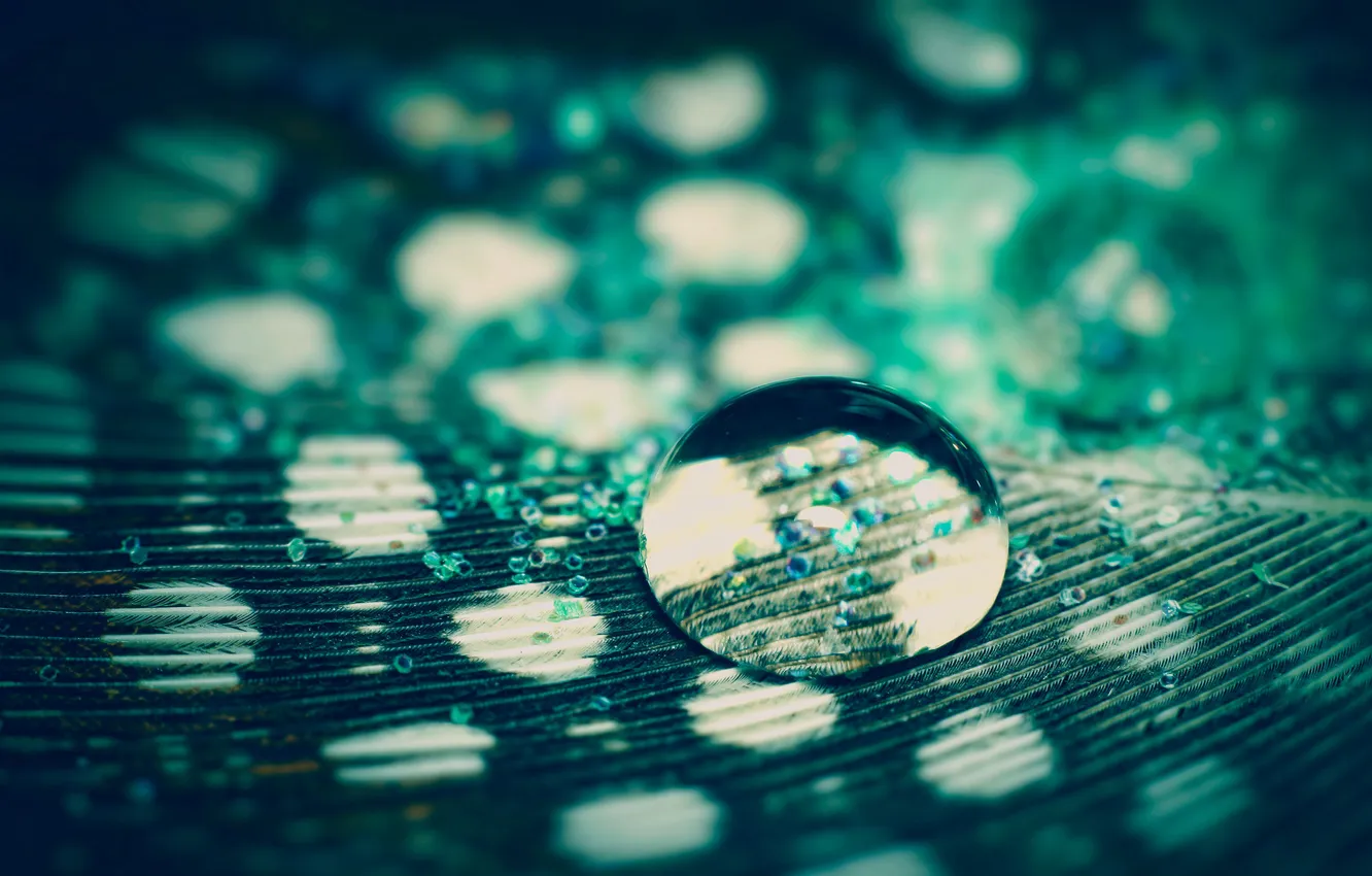 Photo wallpaper water, drops, macro, feathers, macro, pheasant