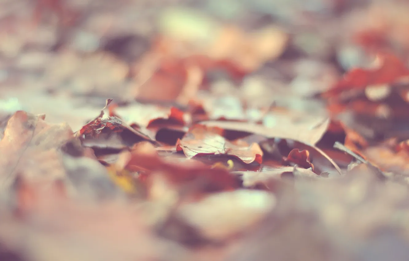 Photo wallpaper autumn, leaves, macro