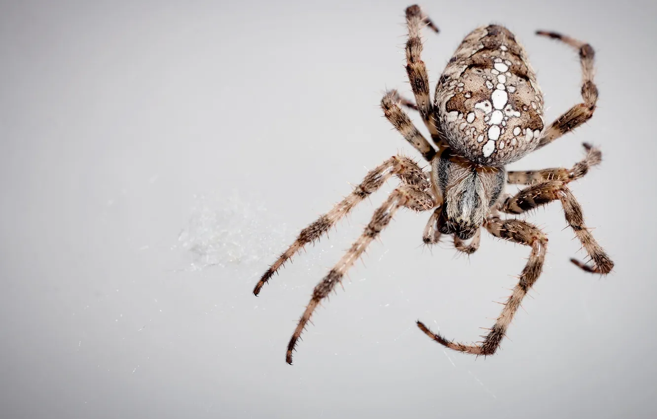 Photo wallpaper macro, web, spider, insect