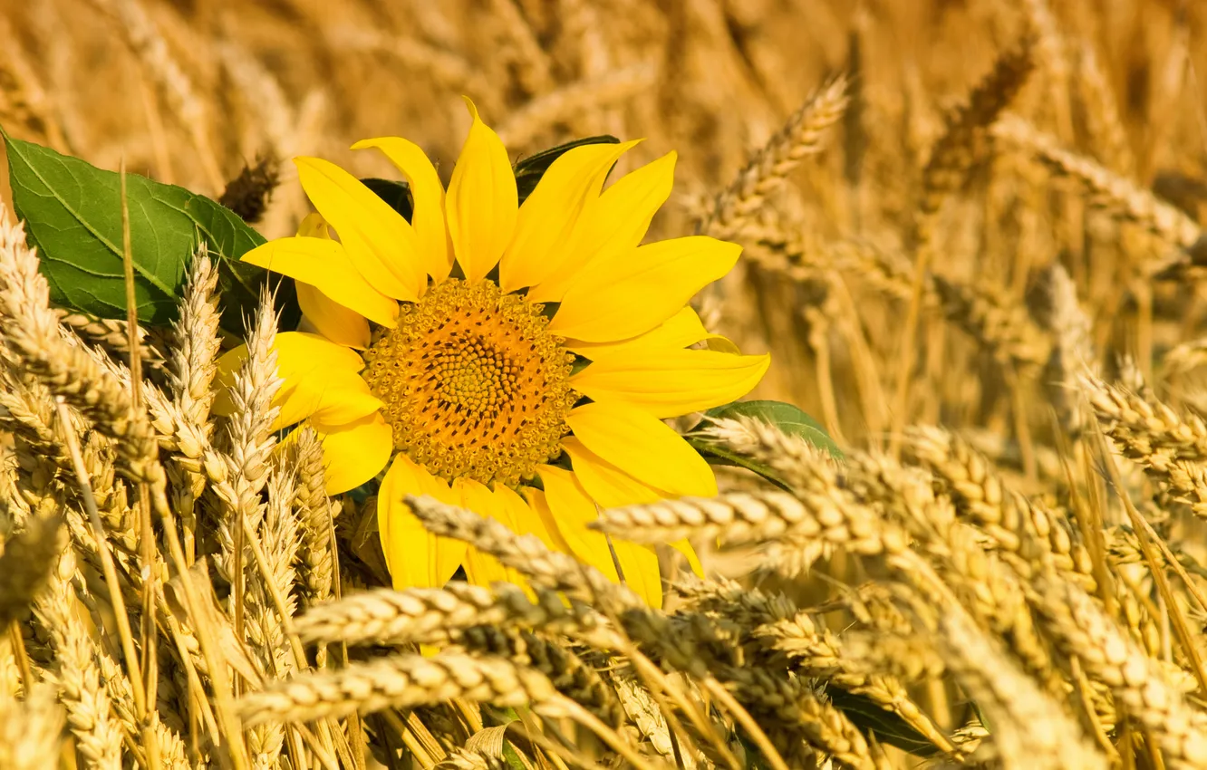 Photo wallpaper field, sunflowers, cereals