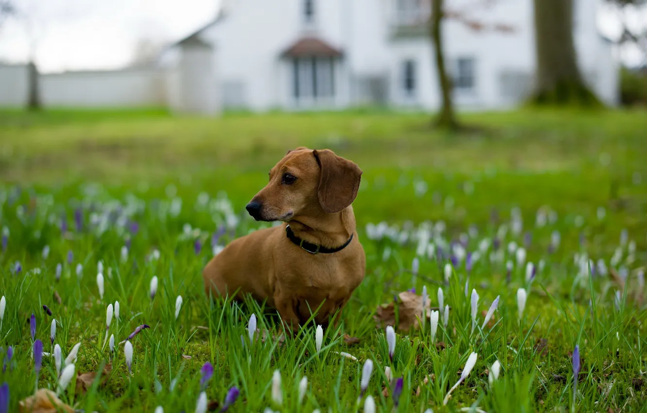 Photo wallpaper field, flowers, dog