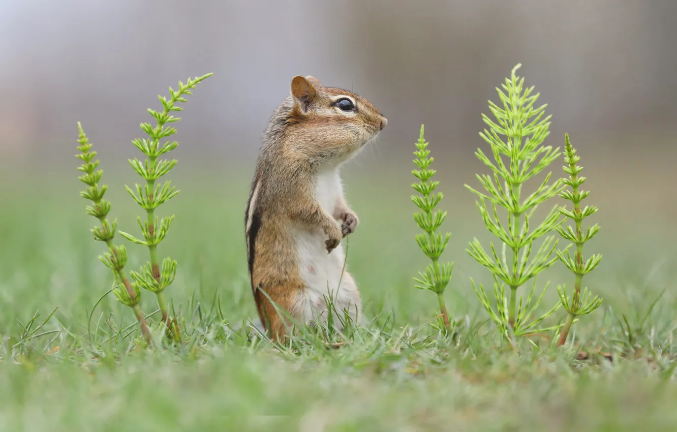 Photo wallpaper Chipmunk, stand, rodent, horsetail