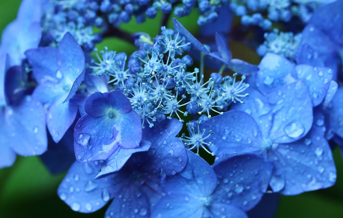 Photo wallpaper drops, macro, flowers, hydrangea, inflorescence