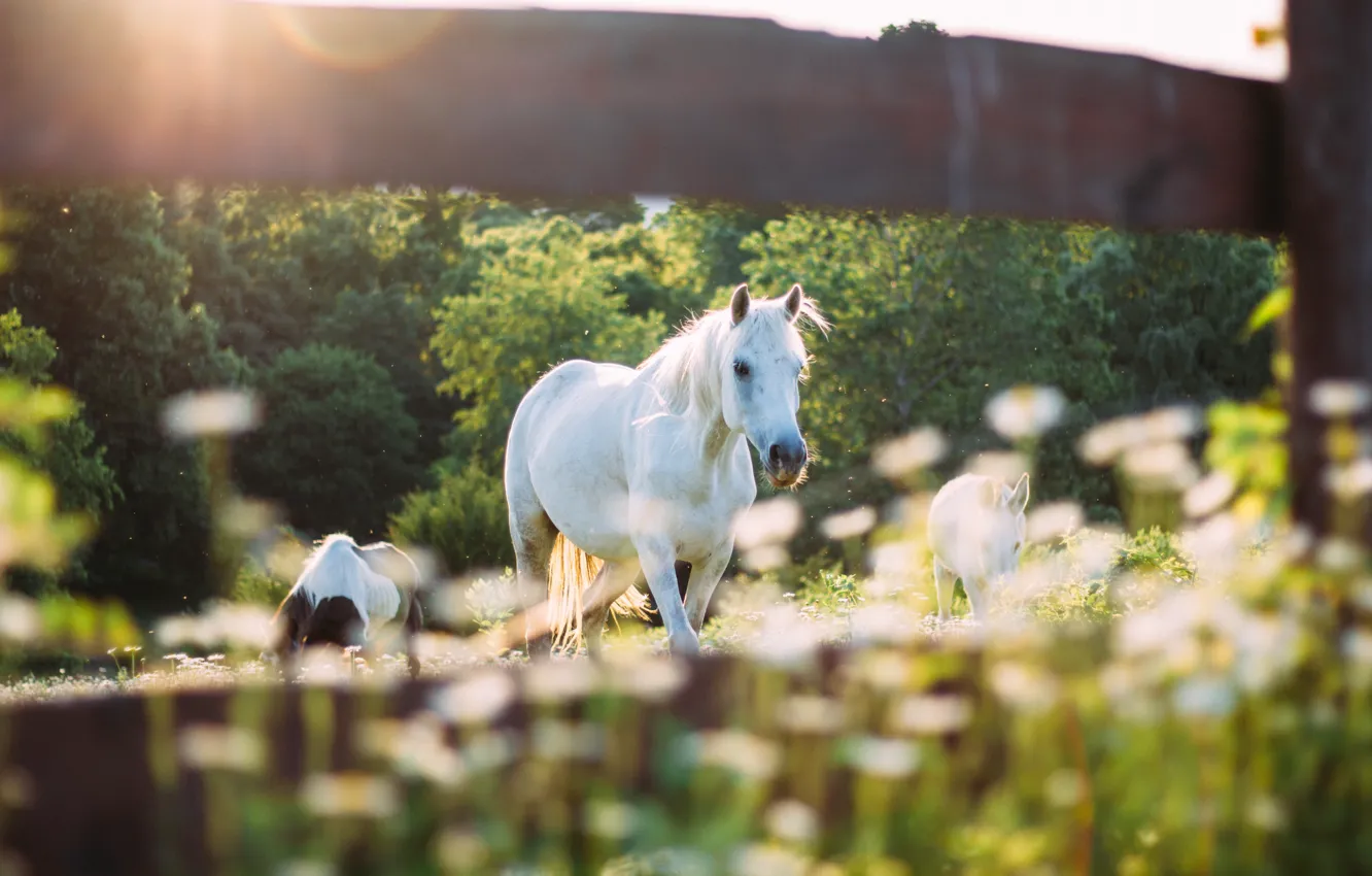 Photo wallpaper white, summer, light, trees, flowers, nature, horse, horse
