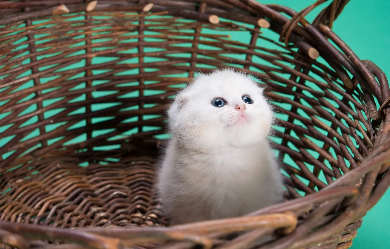 Photo wallpaper cat, white, kitty, background, small, kitty, basket, chumazik