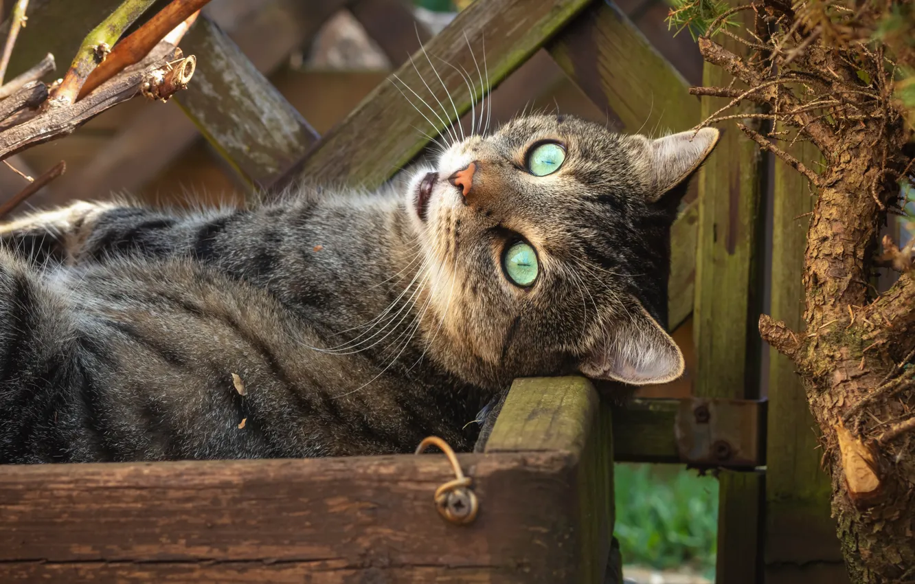 Photo wallpaper cat, cat, look, the fence, box