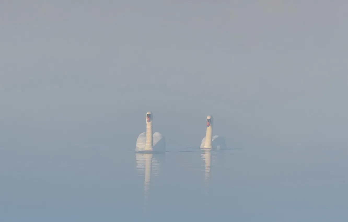 Photo wallpaper fog, lake, swans