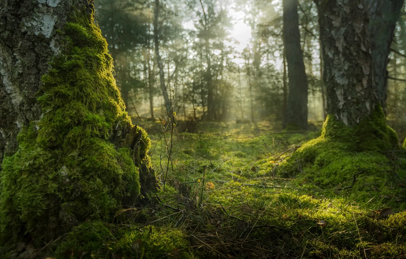 Photo wallpaper forest, trees, moss