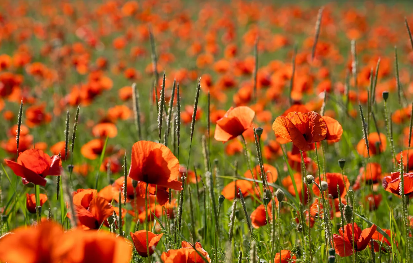 Photo wallpaper red, flowers, light, poppy field, meadow, Maki, summer