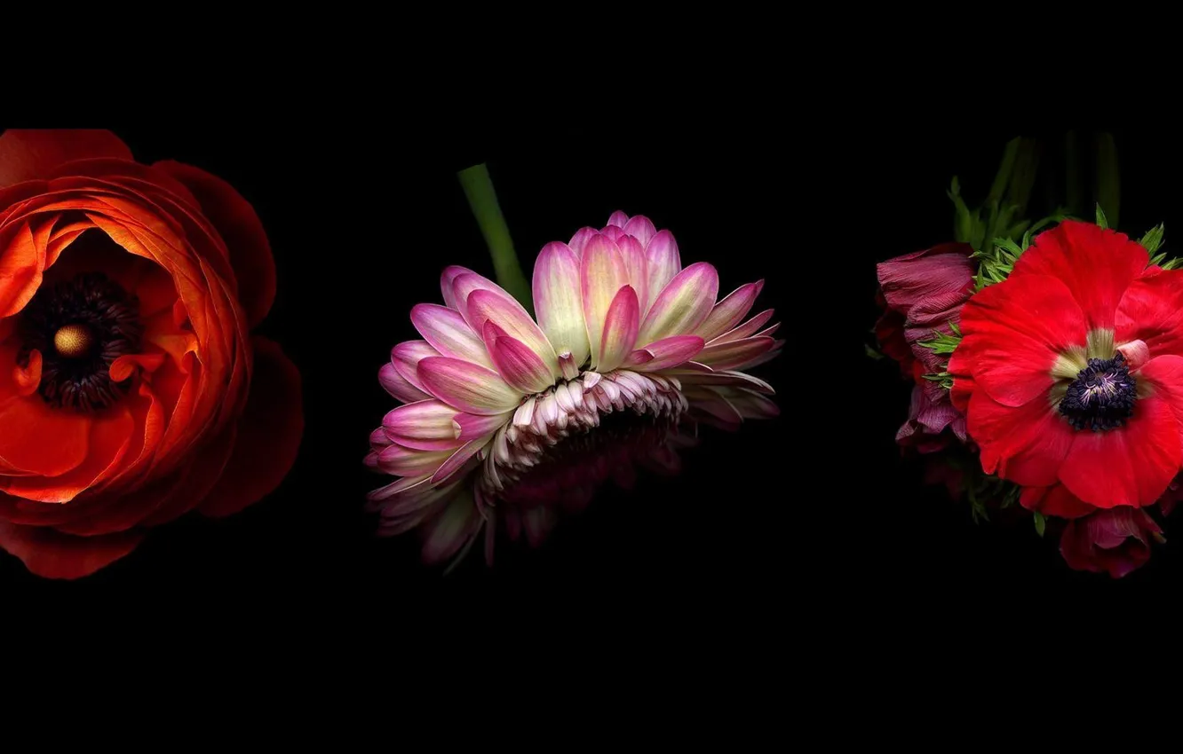 Photo wallpaper red, background, black, Mac, pink, gerbera, anemones