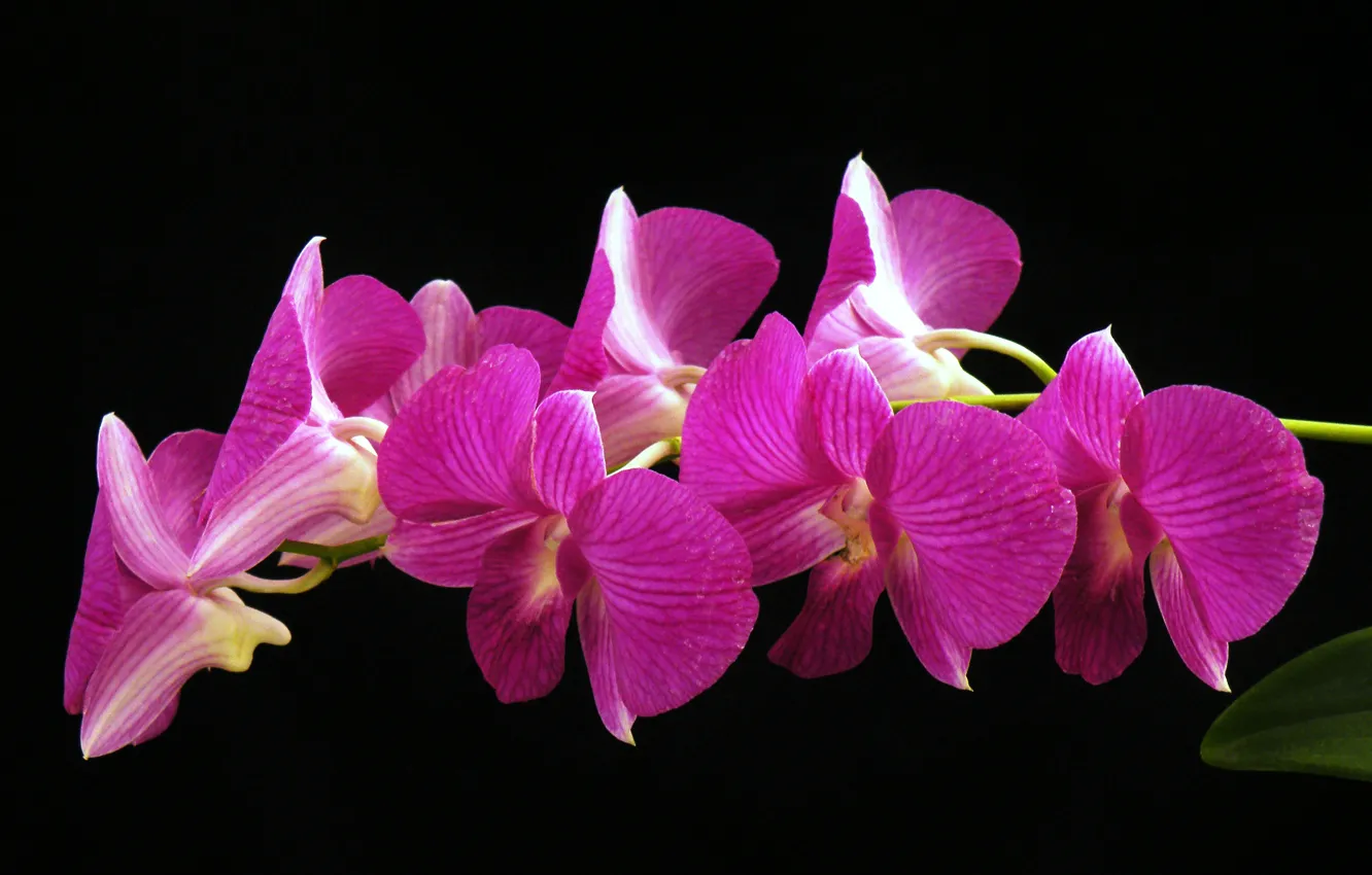 Photo wallpaper macro, background, petals, Orchid, inflorescence