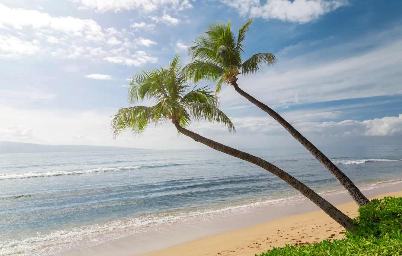Photo wallpaper beach, the sky, clouds, nature, tropics, palm trees, the ocean