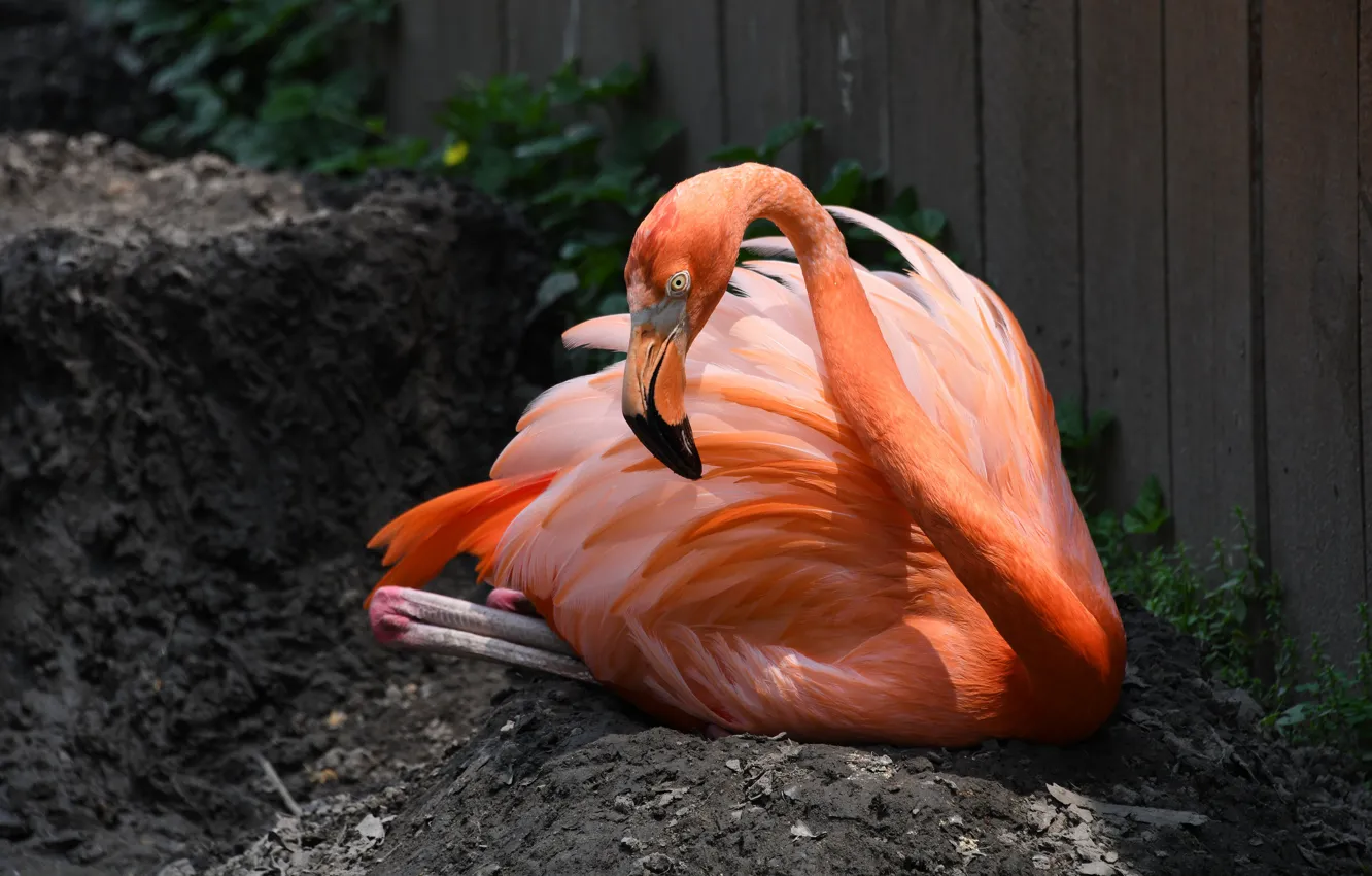 Photo wallpaper pose, the dark background, earth, bird, Board, the fence, lies, Flamingo