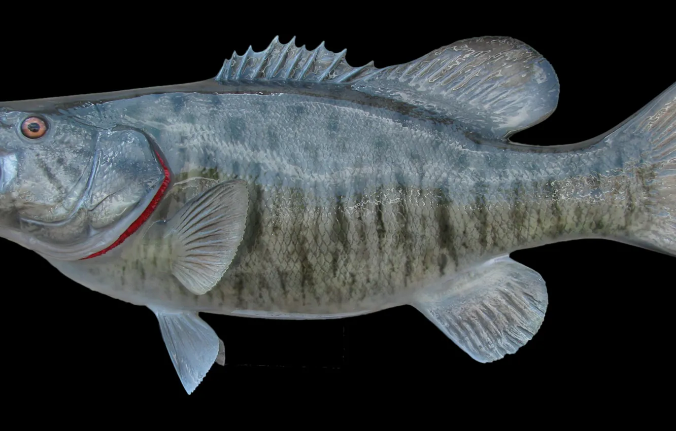 Photo wallpaper Fish, Bass, Smallmouth, Fiberglass