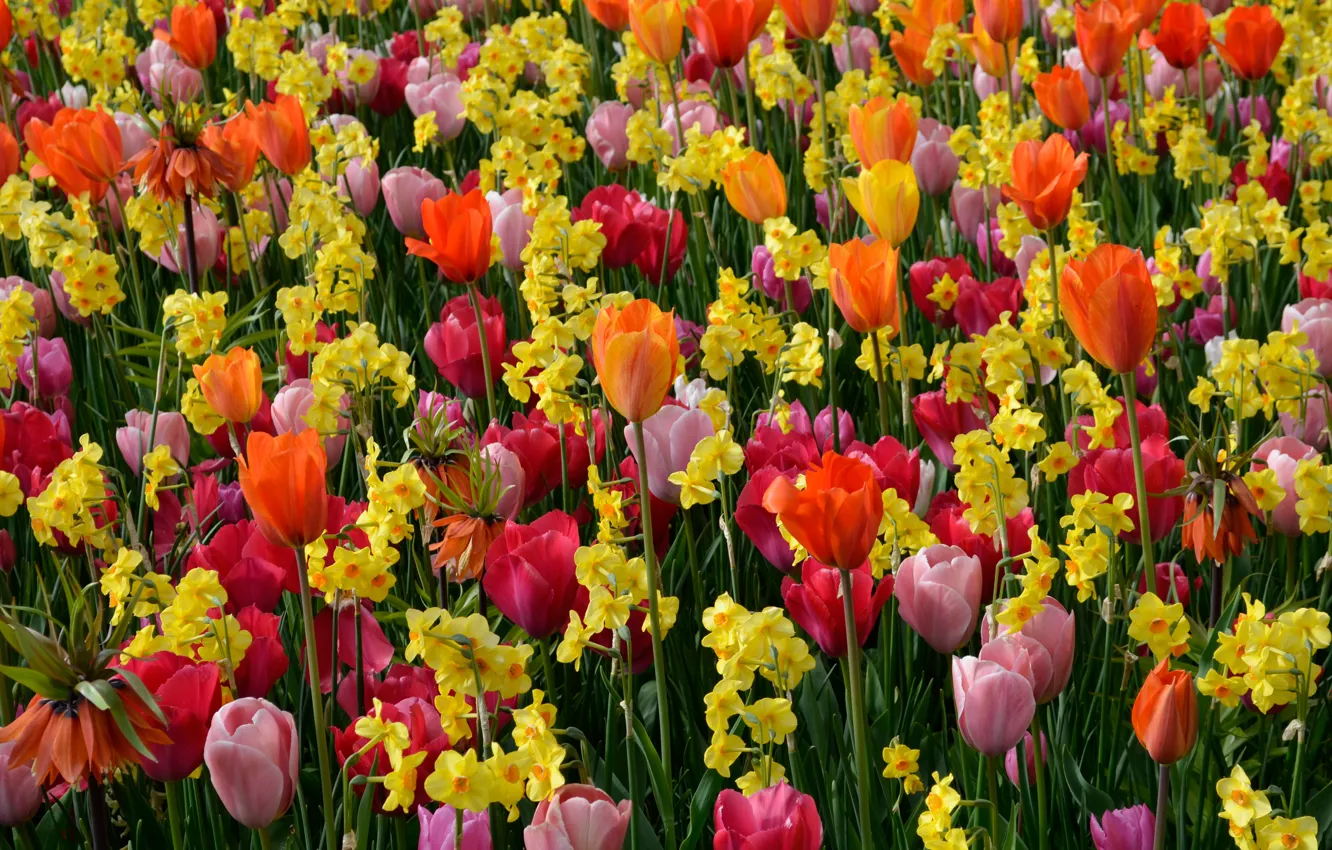 Photo wallpaper flowers, tulips, colorful, daffodils