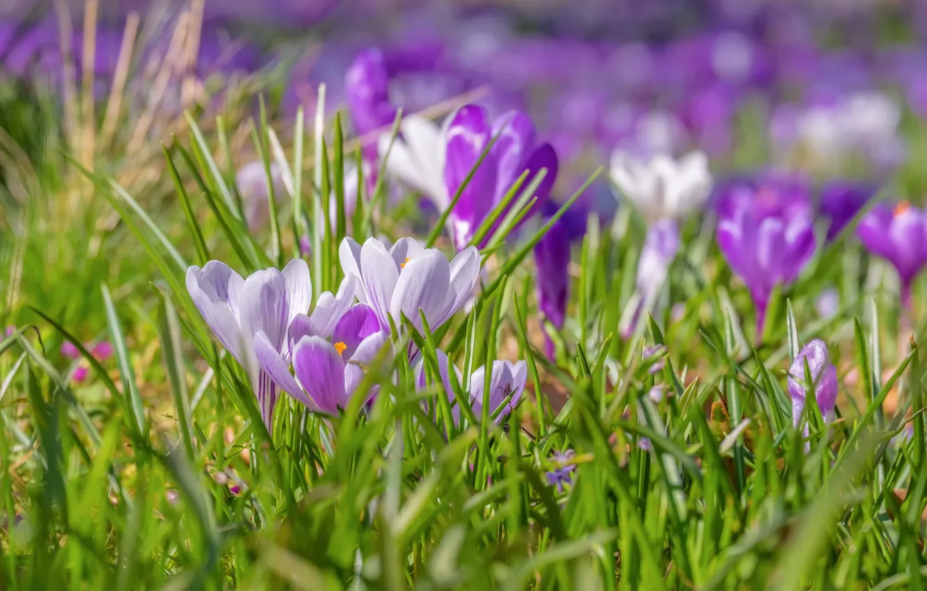 Photo wallpaper greens, grass, flowers, glade, blur, spring, crocuses, gentle