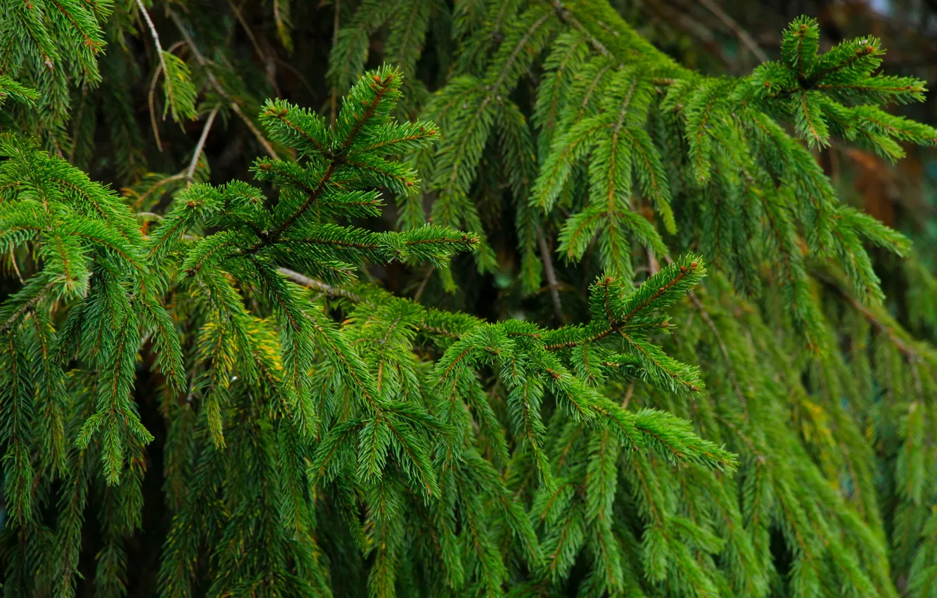 Photo wallpaper spruce, twig, coniferous