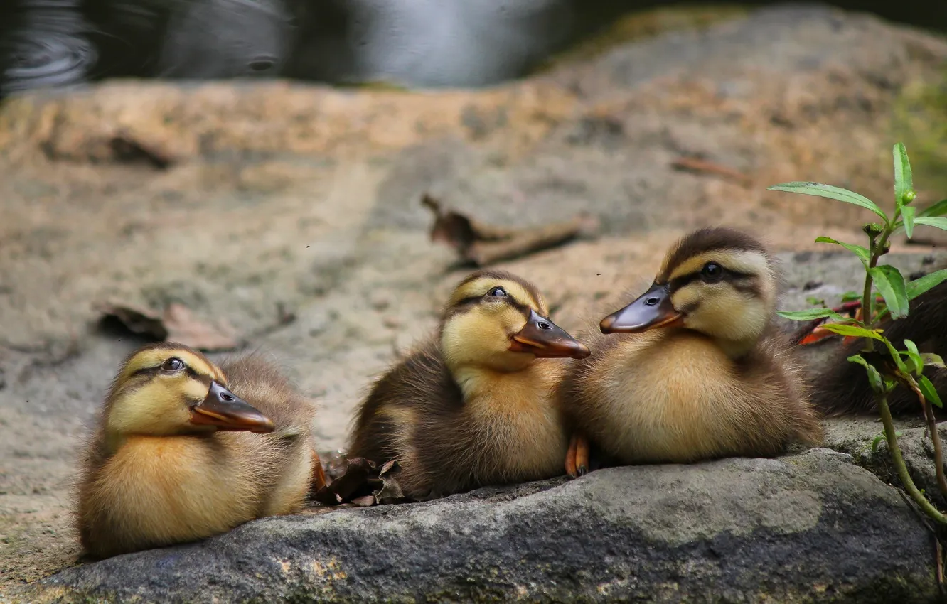 Photo wallpaper bird, duck, Chicks, pond