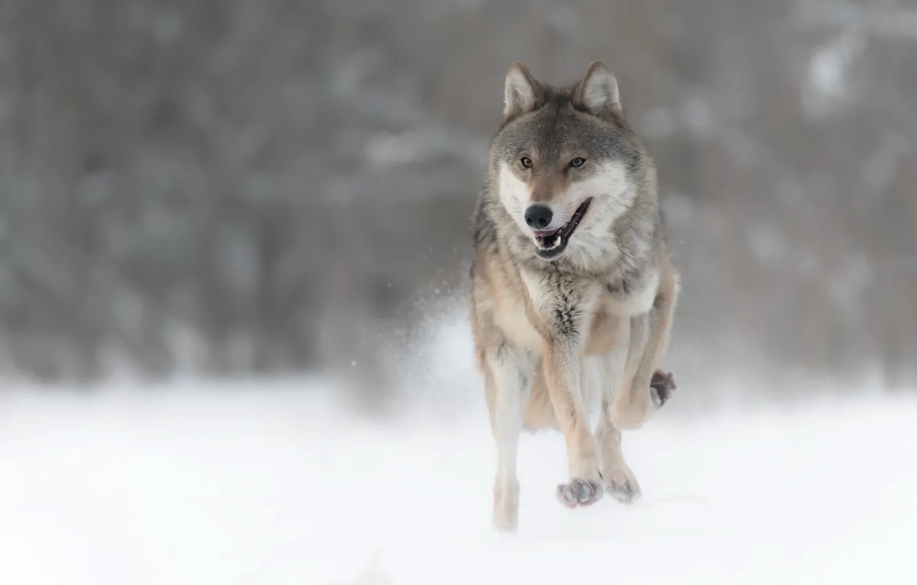 Photo wallpaper winter, nature, wolf