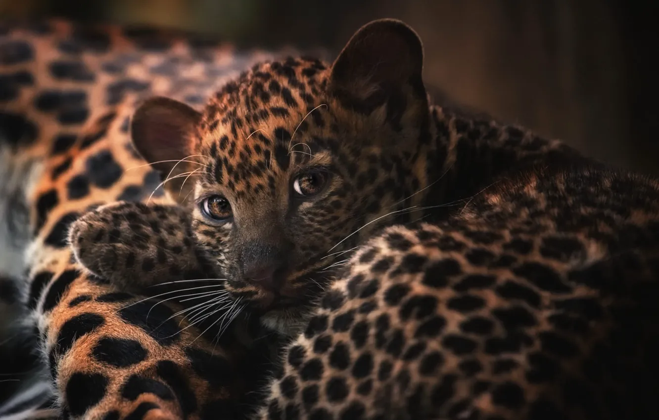 Photo wallpaper look, portrait, leopard, lies, cub, kitty, face, wild cat