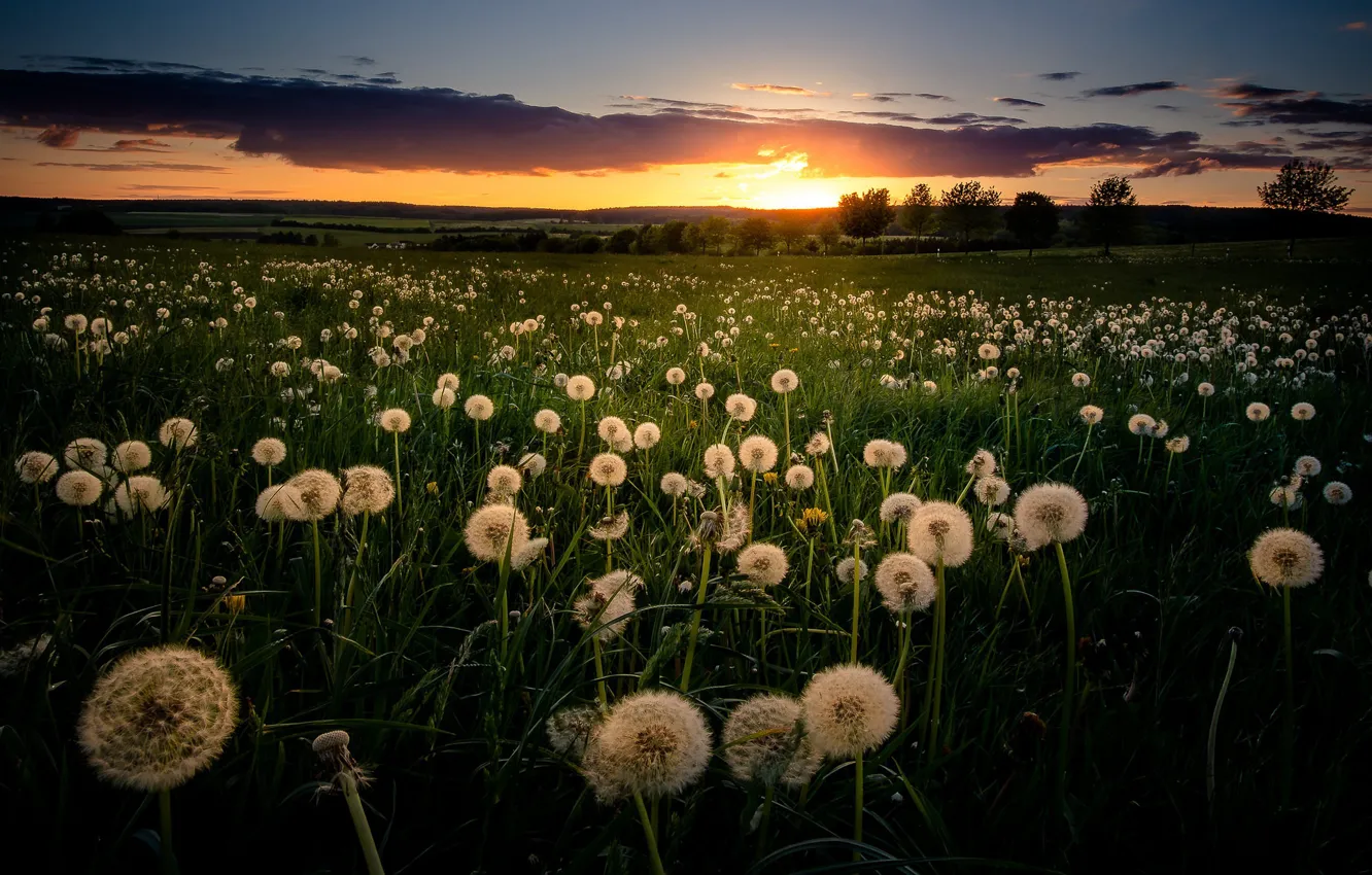 Photo wallpaper field, sunset, dandelions